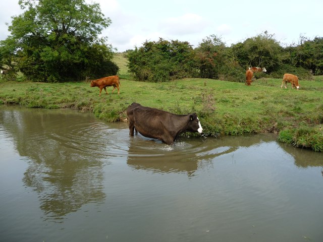 Cattle in the North Oxford canal, near Green's Bridge