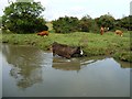 Cattle in the North Oxford canal, near Green