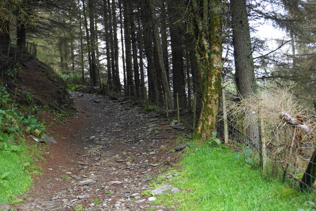 Woodland path above Cadwst