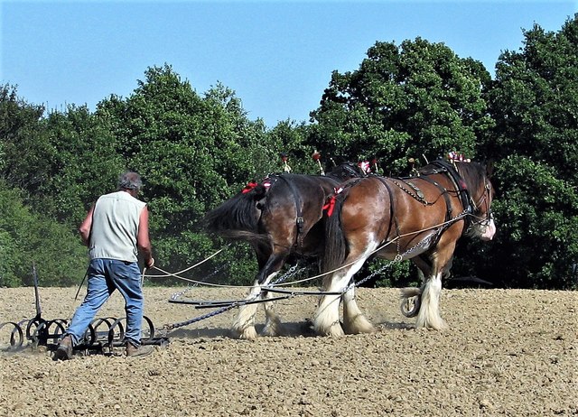 Horse ploughing at Step-back-in-Time event, Sedlescombe