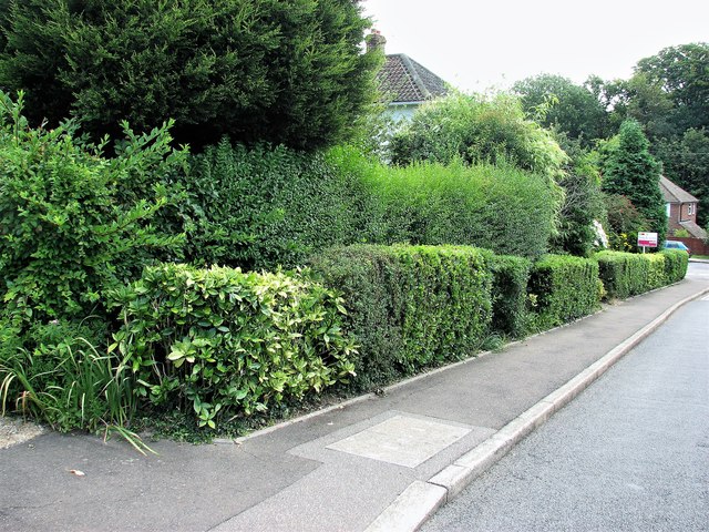 Hedges at the south eastern end of Park View, Hastings