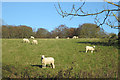 Ewes Looking at Me