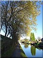 Winter sun on the Trent & Mersey Canal