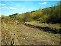 Clipstone Country Park