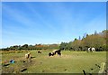 NZ1847 : Horses feeding by Robert Graham