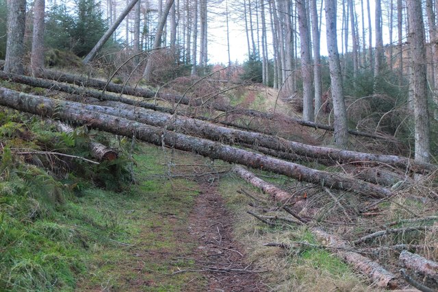 A few obstacles, Cademuir Forest