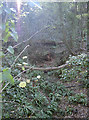 The combe lined with fallen trees