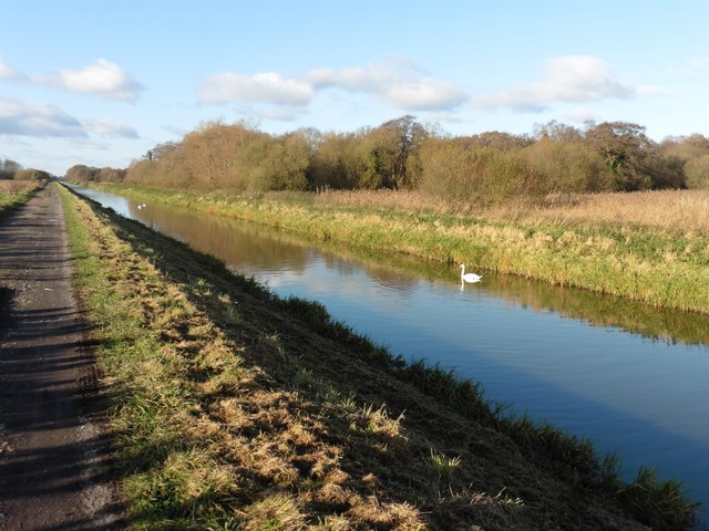 South Drain with swan