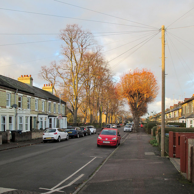 Vinery Road: November trees