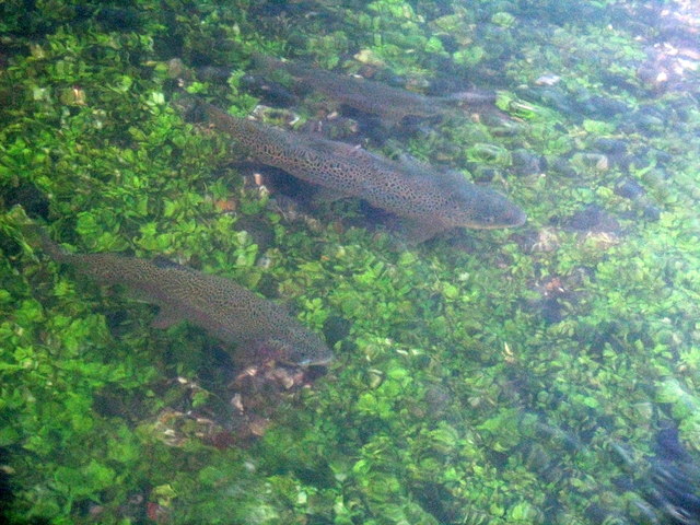 Trout in the River Test