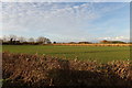 Farmland off Weavers Marsh Lane