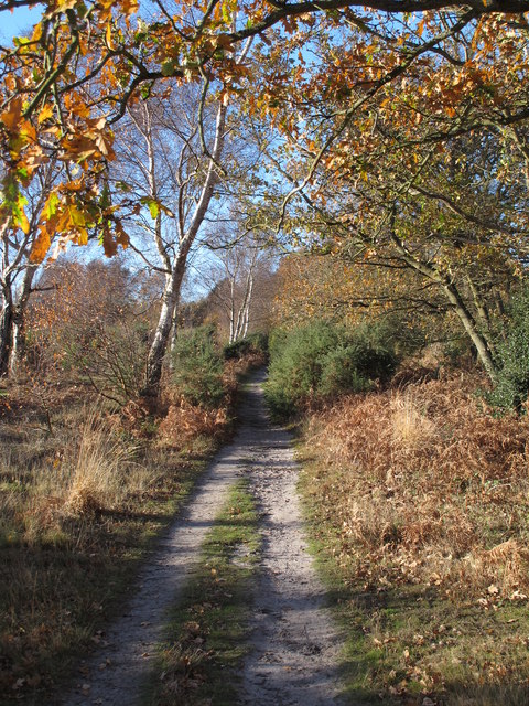 Footpath in Dunwich Forest