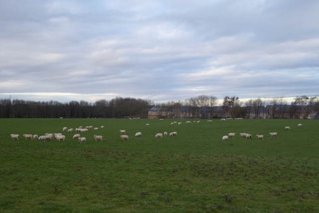 Sheep beside the A659
