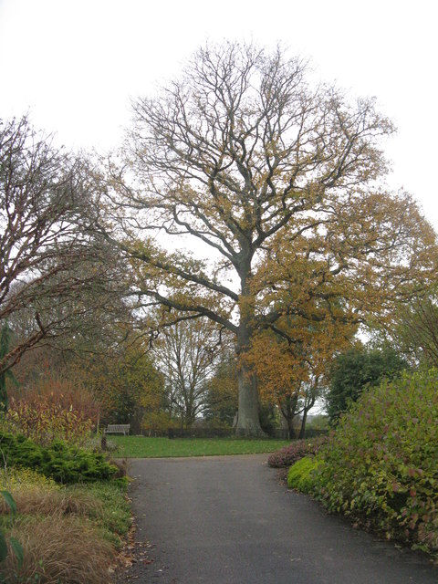 English, common or pedunculate Oak
