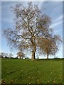 SO8937 : A London Plane tree by Philip Halling
