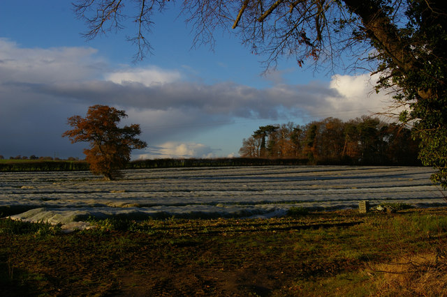 Crops under cloches, at the Park Farm turnoff