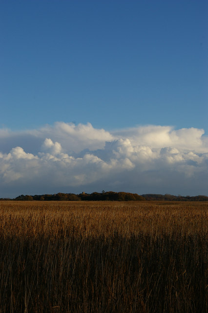 The reed beds at Snape