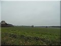 Field by Mangrove Lane south of Hertford