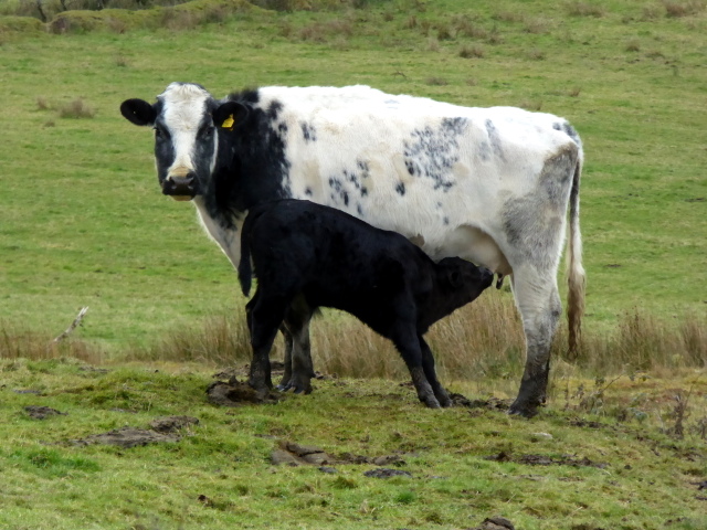 Cow and calf, Skeboy