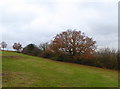 Wraik Hill Nature Reserve, near Whitstable