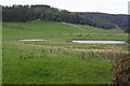 NZ1001 : Cattle and sheep grazing near ponds west of Clapgate Bank by Roger Templeman