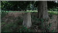 Coton Trig Point, by Park Farm, Netherseal