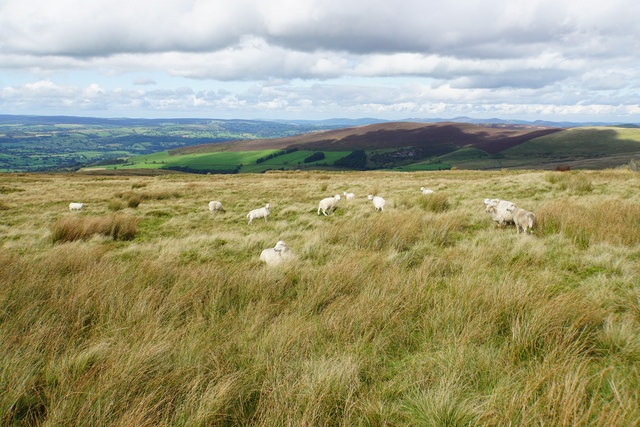 Sheep above Moel Pearce
