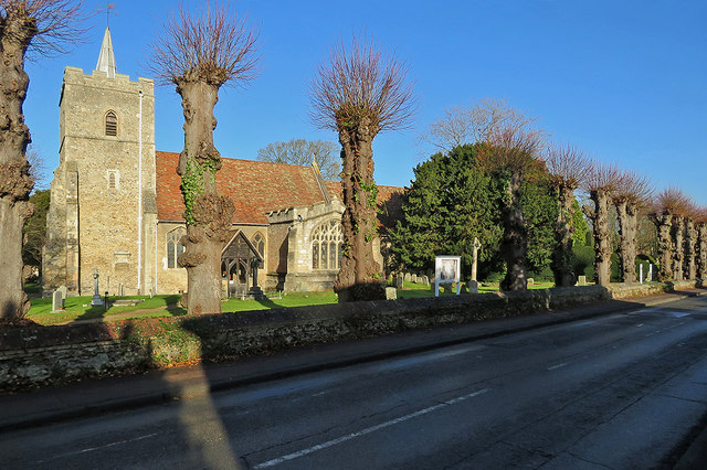 Little Shelford: pollarded trees and All Saints' Church