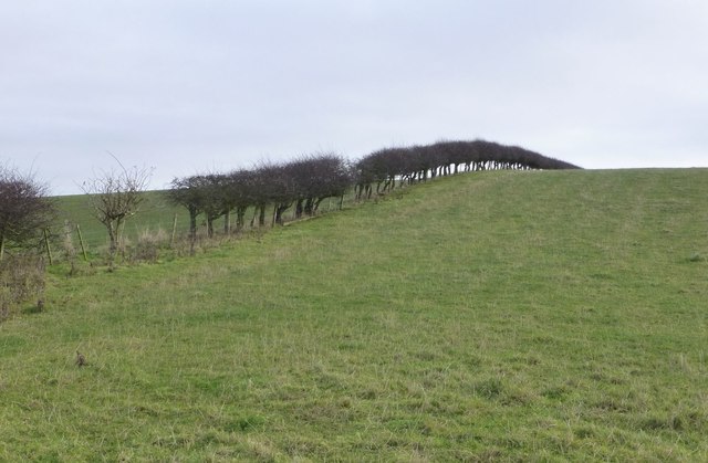 Pasture with hedge beside public footpath