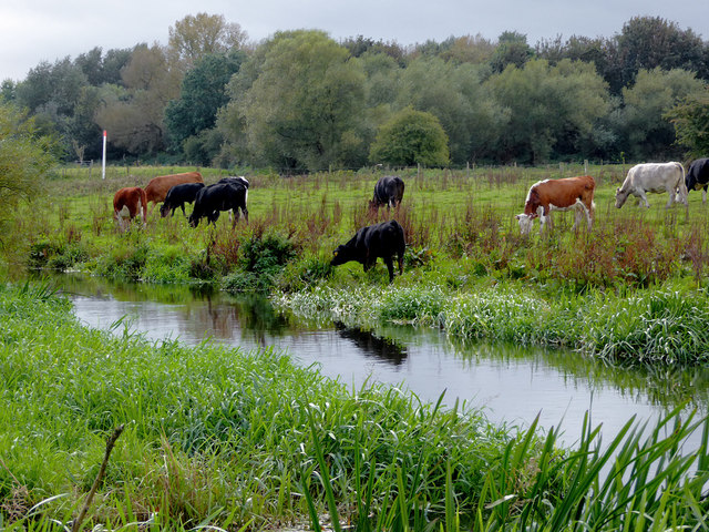 Cattle by the River Penk near Baswich, Stafford