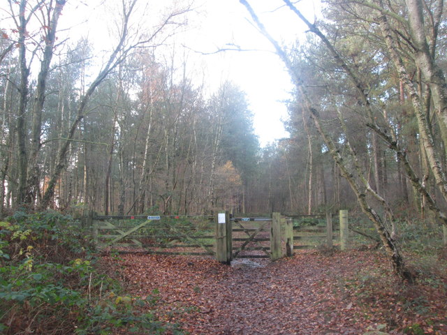 Gate on the bridleway at Tank Plantation