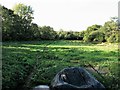 Marshy meadow on eastern side of Framfield Stream, Uckfield