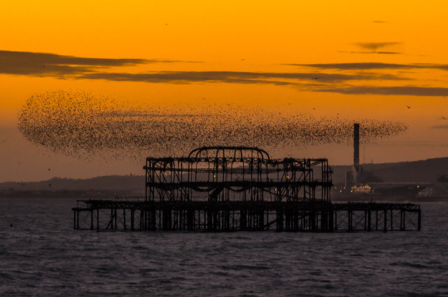Starlings over West Pier