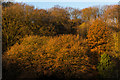 SO5074 : Autumn colours on Whitcliffe by Ian Capper