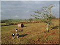 Common with tree and bale