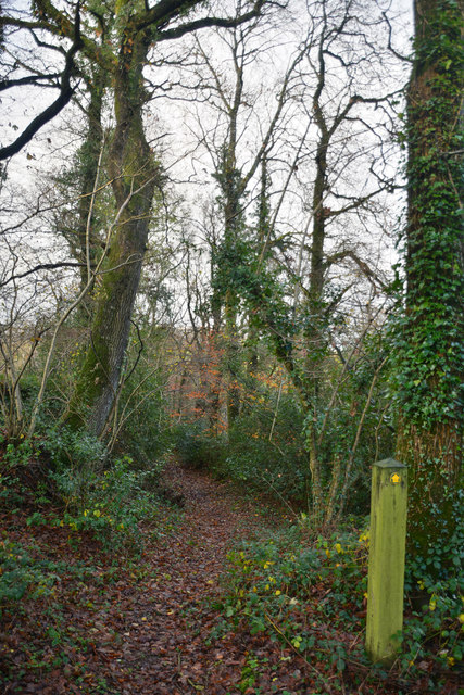 Mid Devon : Woodland Track