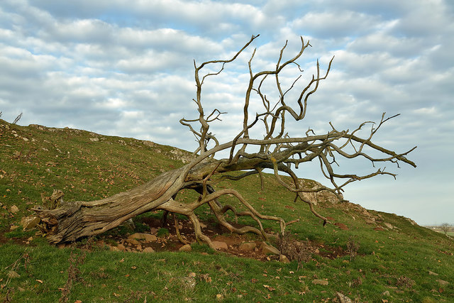 A dead elm tree at Sweethope Hill