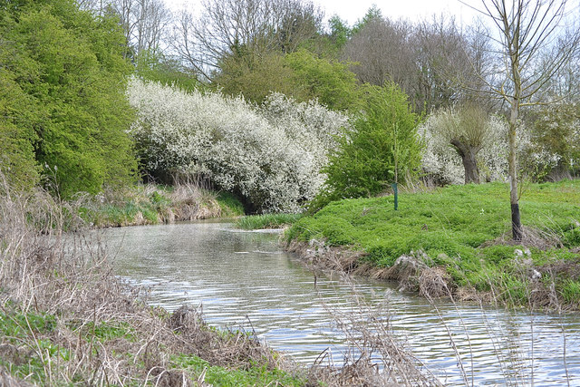 Blackthorn in flower at a bend of the river, Newbold Comyn Park, Leamington