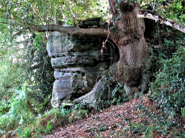 Natural sandstone outcrop, West Park Nature Reserve