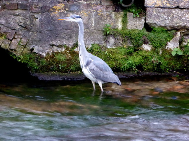 Grey heron in the River Itchen, Winchester