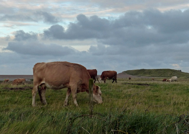 Cattle on the Salthouse Marshes