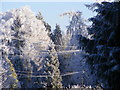 Trees in snow