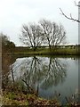 Trees reflected in a pond beside Wood Lane