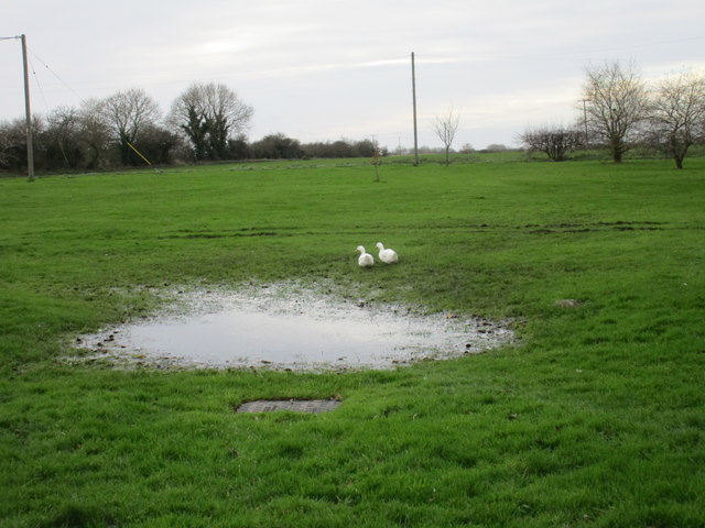 Two geese and a puddle
