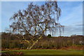 Tree near edge of West Wellow Common