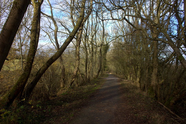 Cycle route 45 through the trees