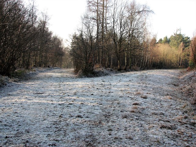 Frosty morning in Hargate Forest