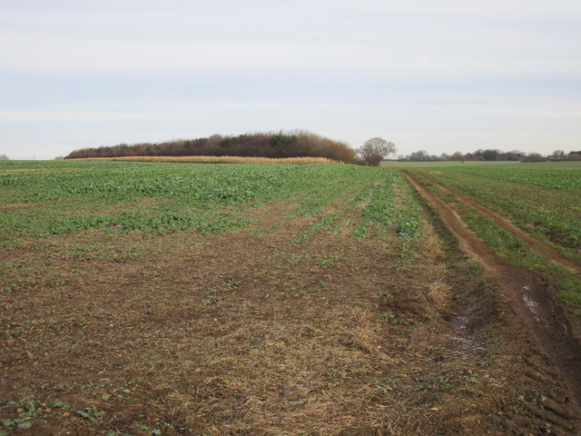 Farm track and plantation