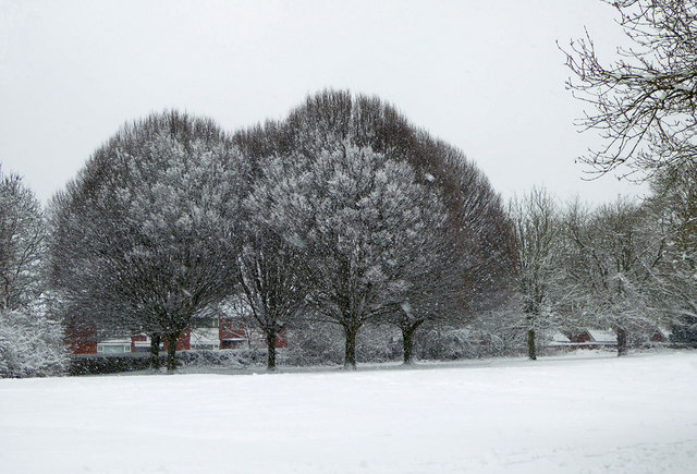 Snowbound hornbeam trees in Muchall Park, Penn, Wolverhampton