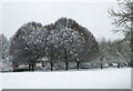 Snowbound hornbeam trees in Muchall Park, Penn, Wolverhampton